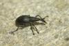 Aspidapion sp.