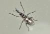 Aspidapion sp.