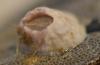 271111 – Photo : Christian Berquer – France (50)