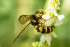 271355 – Photo : Jessica Joachim – France (81)