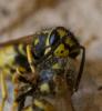 271101 – Photo : Pierre Crouzet – France (01)
