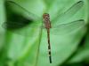 271537 – Photo : Alain Gérard – Costa Rica
