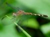 271536 – Photo : Alain Gérard – Costa Rica