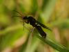 271511 – Photo : michel Aubailly – France (18)