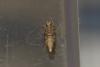 Mompha sp.