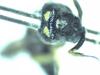 Stenodynerus chevrieranus