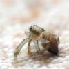 271450 – Photo : jean-claude josien – France (62)