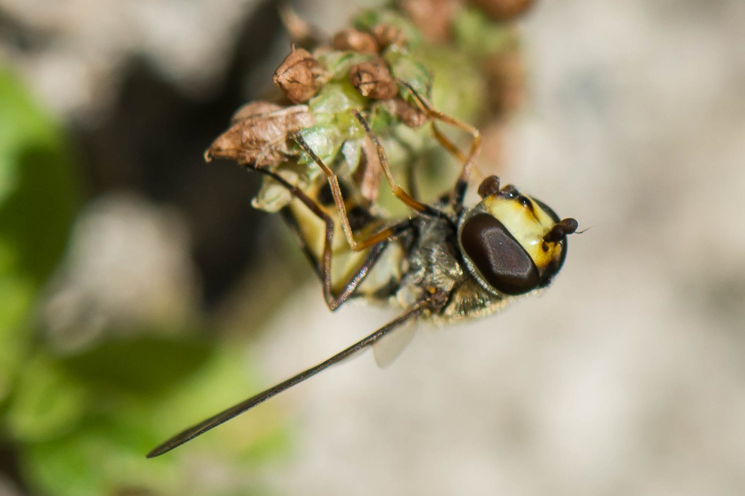 Bernard Saquet - Eupeodes (Eupeodes) luniger - réf. 271021 (1500 x 1000 pixels, 133 ko)
