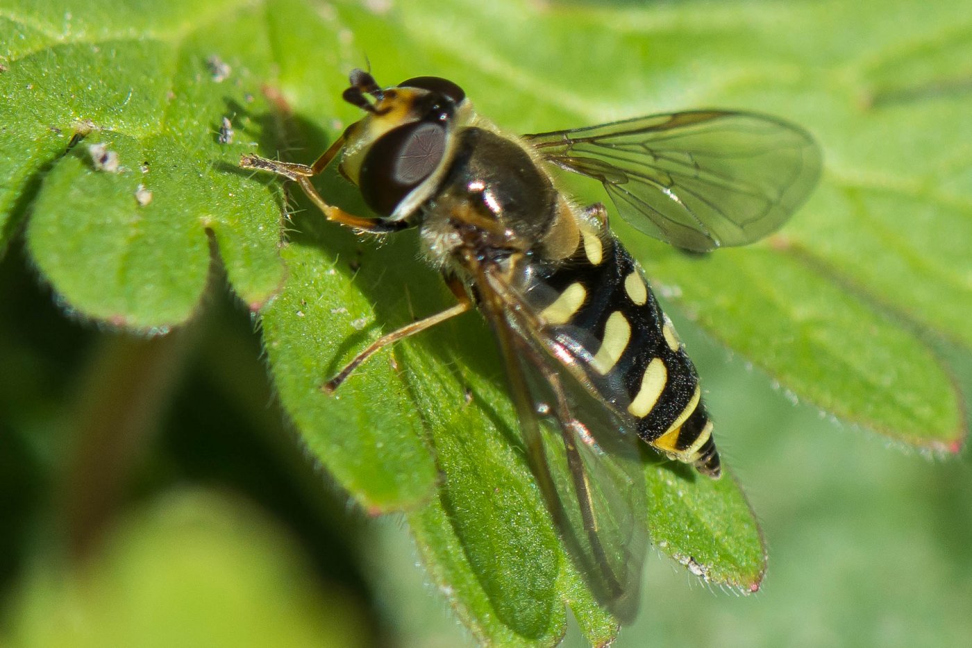 Bernard Saquet - Eupeodes (Eupeodes) luniger - réf. 271020 (1400 x 934 pixels, 212 ko)