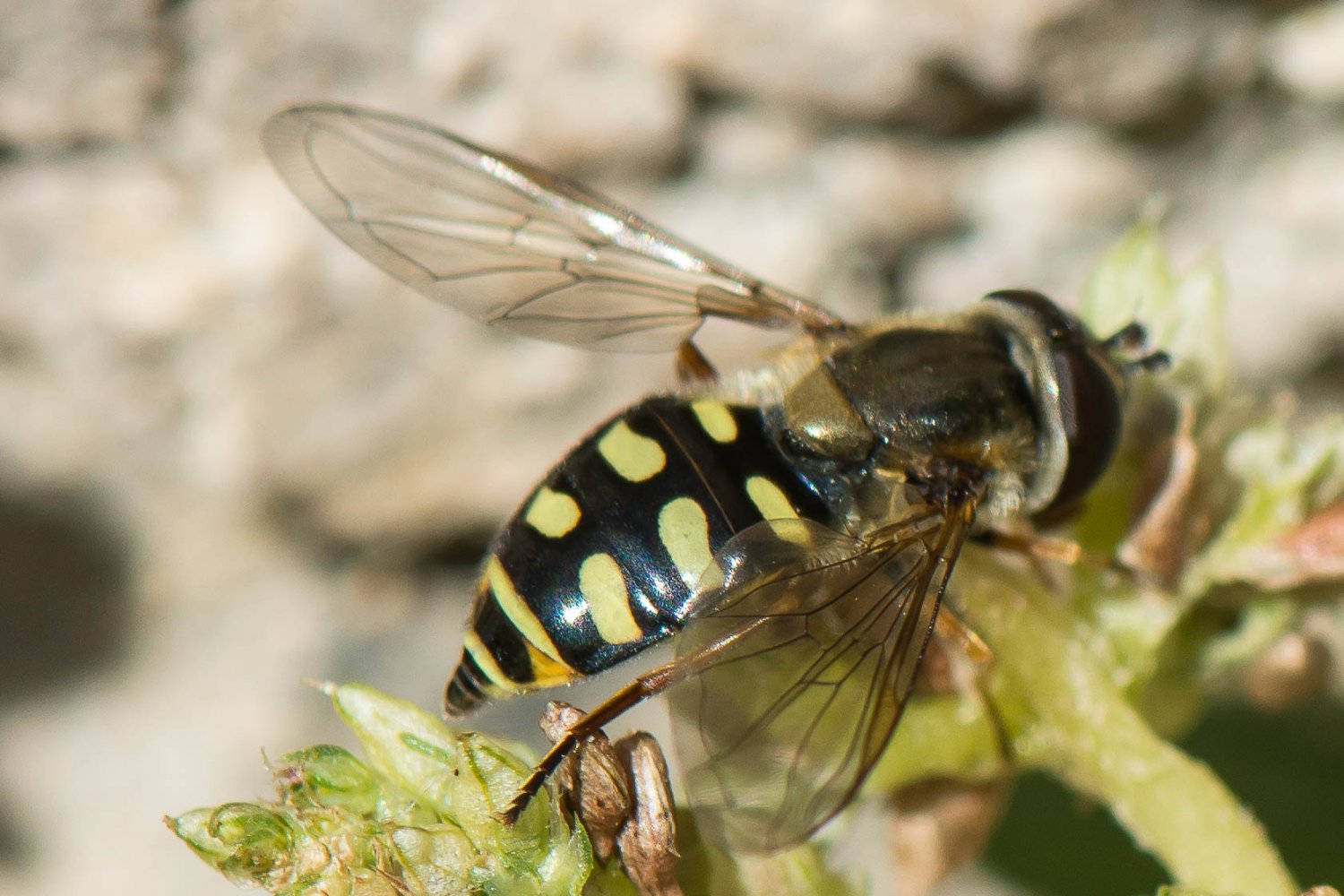 Bernard Saquet - Eupeodes (Eupeodes) luniger - réf. 271022 (1500 x 1000 pixels, 199 ko)