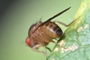 Decostre Alfred - Drosophila sp. - réf. 271306 (310 x 207 pixels, 69 ko)