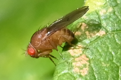 Decostre Alfred - Drosophila sp. - réf. 271303 (392 x 261 pixels, 110 ko)