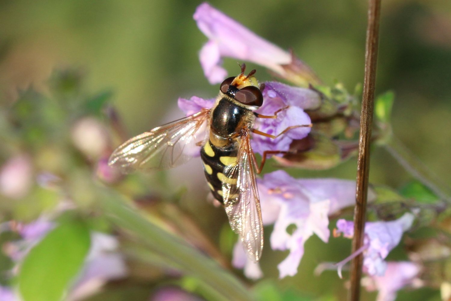 françoise vaselli - Eupeodes (Eupeodes) luniger - réf. 271443 (1500 x 1000 pixels, 149 ko)