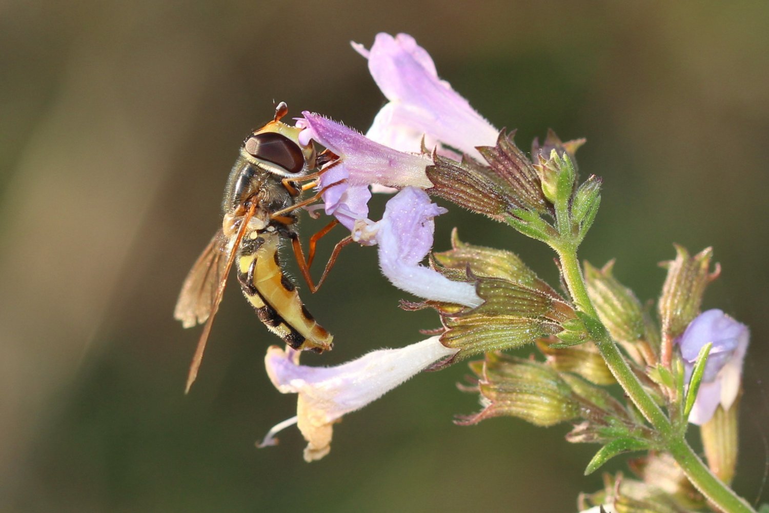 françoise vaselli - Eupeodes (Eupeodes) luniger - réf. 271444 (1500 x 1000 pixels, 171 ko)