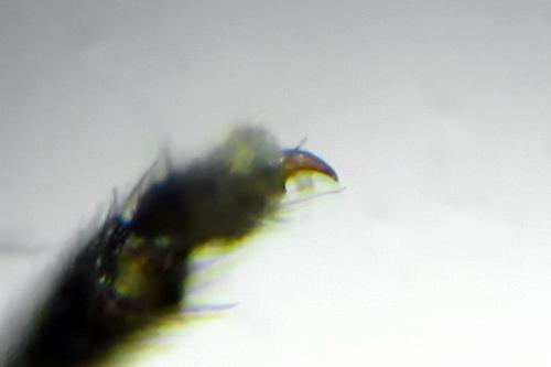 Empria liturata