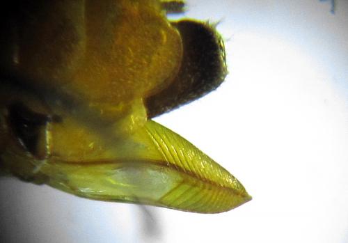 Réf. 272 701 : Pristiphora abietina