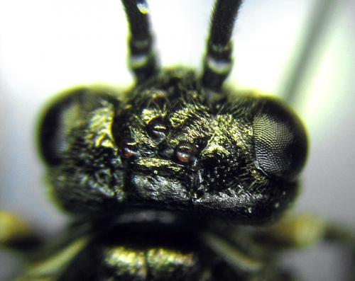 Empria liturata