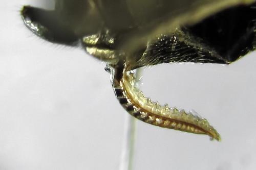 Réf. 272 427 : Empria liturata