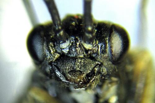 Réf. 272 426 : Empria liturata