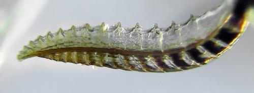 Réf. 272 428 : Empria liturata