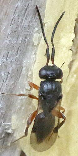 Dendrocerus sp.
