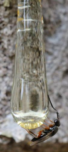 Réf. 272 602 : Dendrocerus sp.