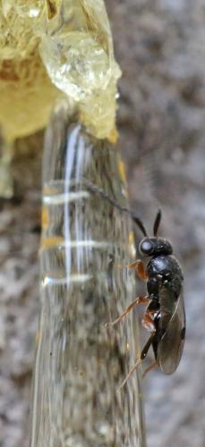 Réf. 272 603 : Dendrocerus sp.