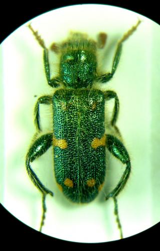 Trichodes laminatus