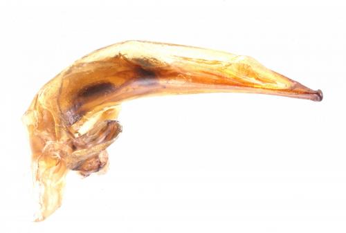 Ophonus sp.
