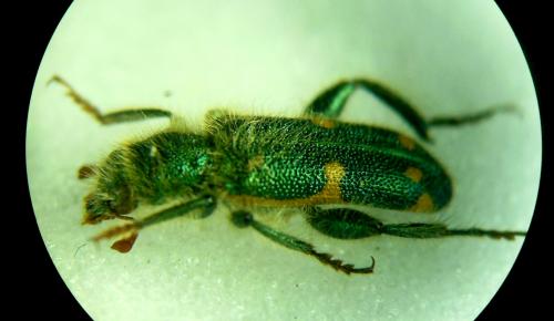 Trichodes laminatus