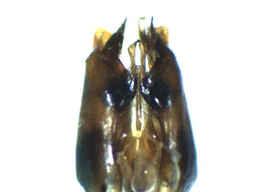 Réf. 272 367 : Dolichovespula omissa