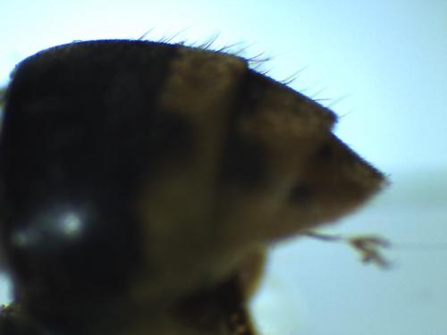 Réf. 272 366 : Dolichovespula omissa