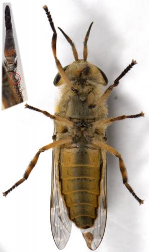Haematopota grandis