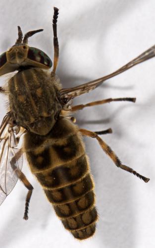 Haematopota grandis