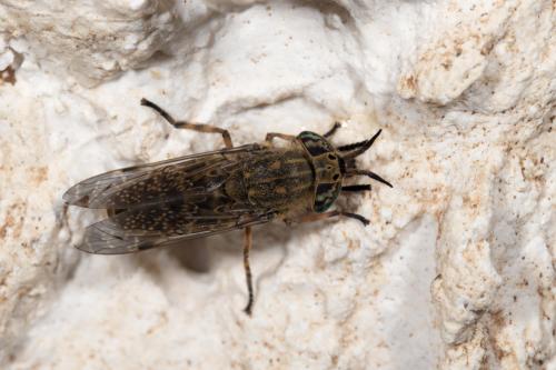 Haematopota grandis