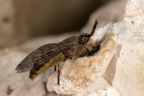 Haematopota grandis
