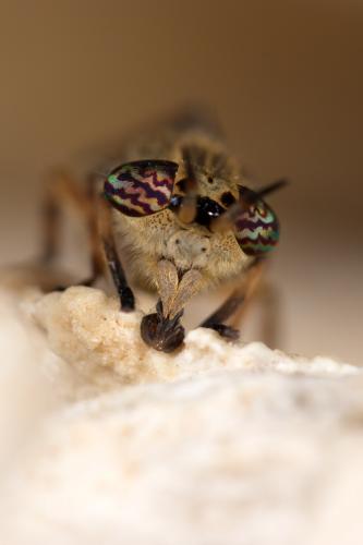 Haematopota grandis