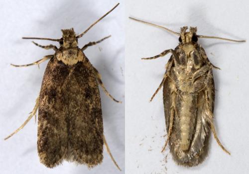Depressaria sp.
