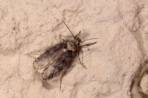 Depressaria sp.