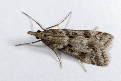 Réf. 272 986 : Eudonia angustea