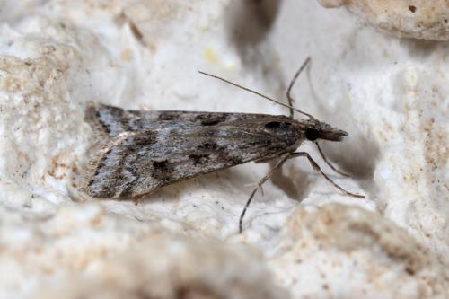 Réf. 272 987 : Eudonia angustea