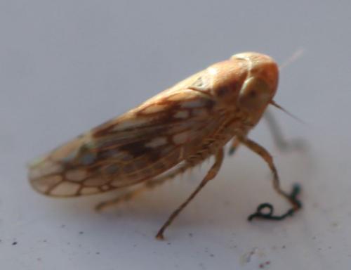 Réf. 272 633 : Circulifer haematoceps