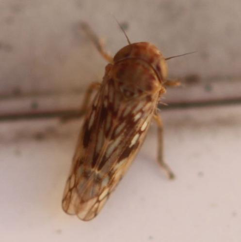 Réf. 272 634 : Circulifer haematoceps