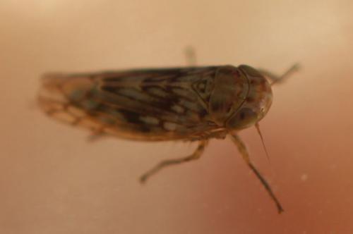 Circulifer haematoceps