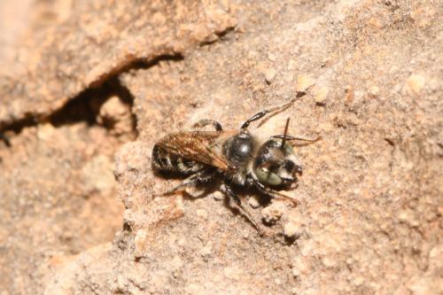 Réf. 272 585 : Hoplitis sp.