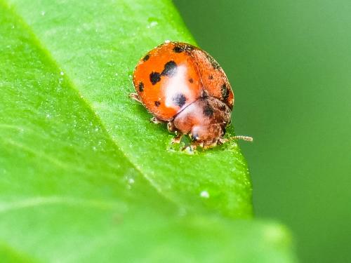 Réf. 272 135 : Subcoccinella vigintiquatuorpunctata