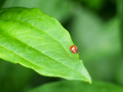 Réf. 272 134 : Subcoccinella vigintiquatuorpunctata