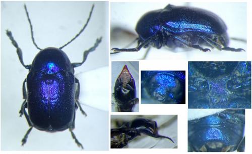 Réf. 272 575 : Cryptocephalus globicollis