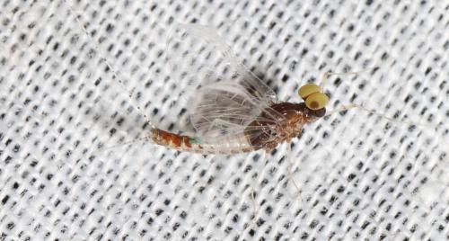 Procloeon sp.