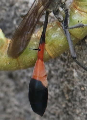 Ammophila sabulosa